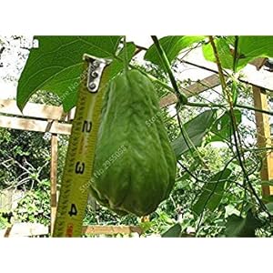 Vistaric 30 Pz/borsa Bonsai Chayote Semi All’aperto Non-Gmo Succulente Frutta Verdura Bonsai Pianta In Vaso Per Vaso di fiori Fioriere