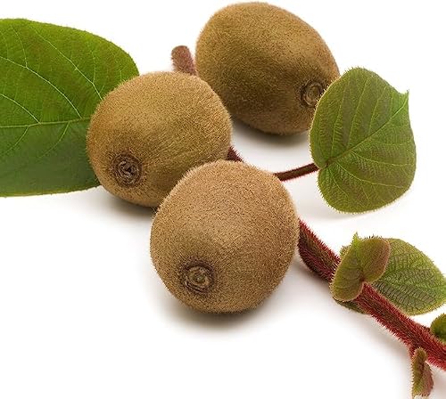 2 Vincent Female Kiwis & 1 Tomuri Male Kiwi (Actinidia chinensis) Bundle by Wellspring Gardens - Thriving Kiwi Plant Pairing - Perfect for Southern Gardens, Pollination Duo (3-Pack) - Thumbnail 6