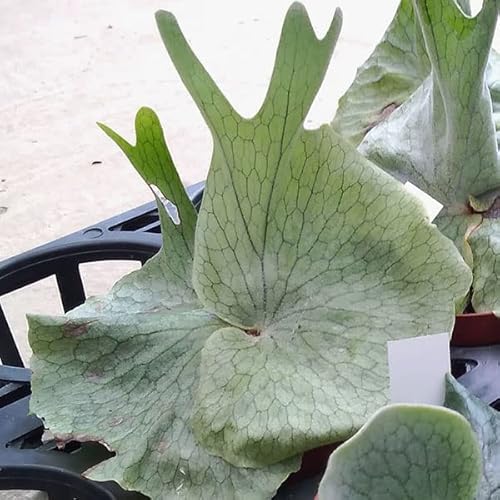 ビカクシダ(コウモリラン):グランデ 3号クラフト用 ビカクシダ(コウモリラン):グランデ 3号クラフト用