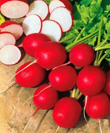 Go Green Radish Red Round Cherry Belle - 50 Seeds