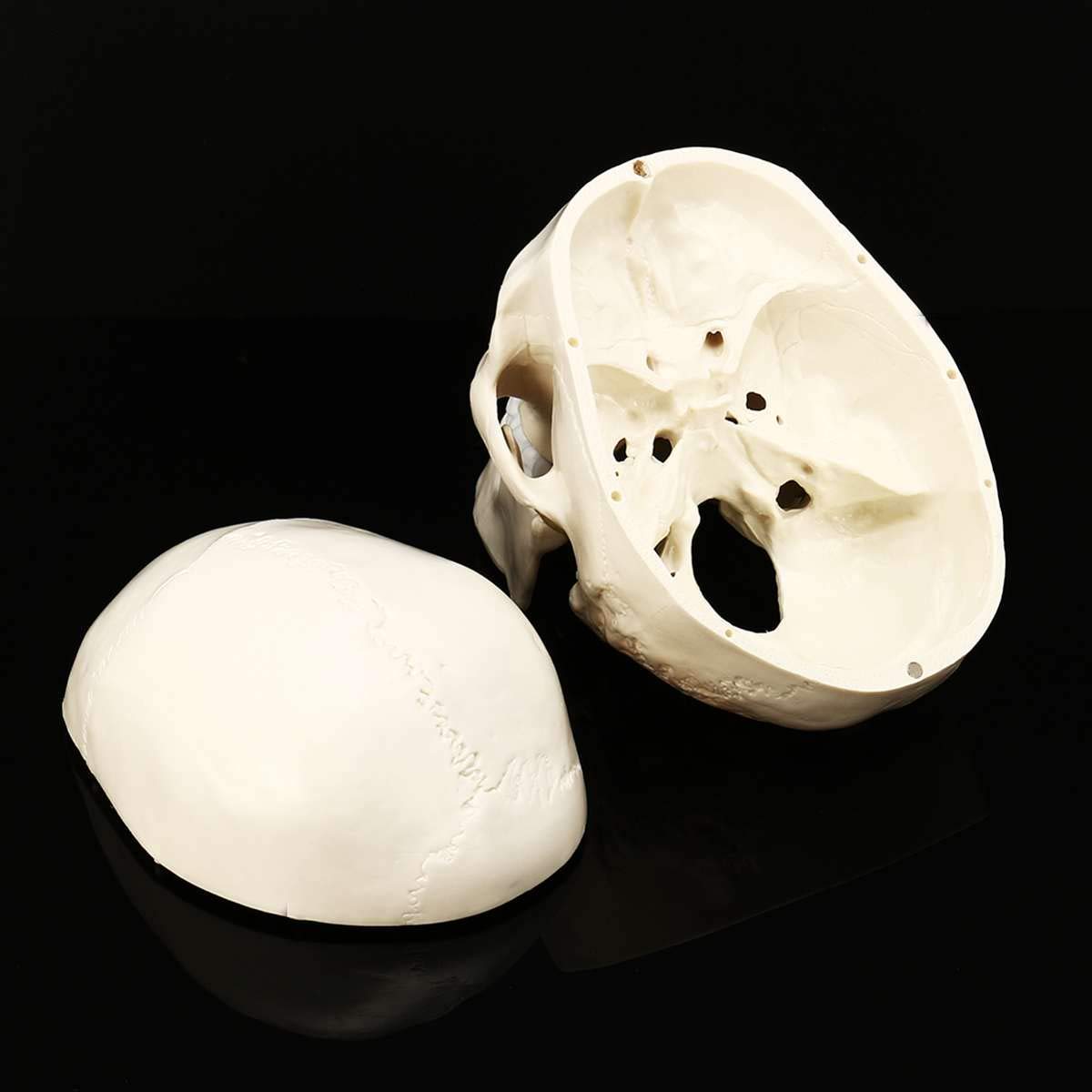 Model anatomiczny Model czaszki, anatomia człowieka Medycyna Anatomia Głowa Ludzka czaszka Materiały do nauki Nauczanie anatomii 19,5 15 21 cm