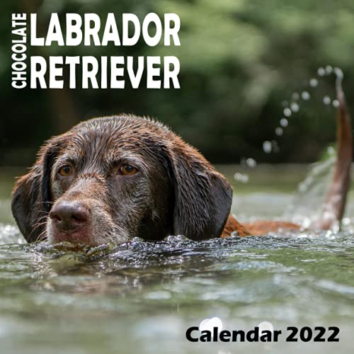 Chocolate Labrador Retriever Calendar 2022: Chocolate Lab Puppy Small Square Calendar January To December, Dog Breed Puppies 12 Month Desk Office Labs ... Animal Calendar Gift For Dog Lover Owner. Chocolate Labrador Retriever Calendar 2022: Chocolate Lab Puppy Small Square Calendar January To December, Dog Breed Puppies 12 Month Desk Office Labs ... Animal Calendar Gift For Dog Lover Owner.