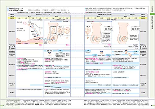 子宮底の高さと時間 悪露1日目からの経過 3つの乳汁の特徴について 産褥期の基礎まとめ 看護師の部屋