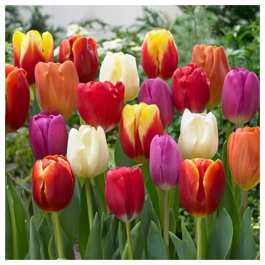 Bulbos de Flores (10 X Tulipanes Triumph en mezcla)