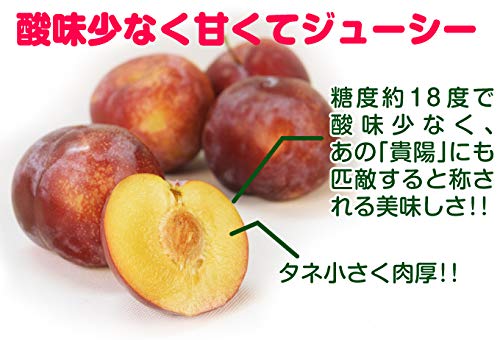 すももになります。 Amazon.co.jp: 果樹苗 スモモ クイーンマーキュリーR（富士野生