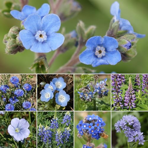 Image of Ferry-Morse Blue Bulk Wildflower Seeds, 100,000+, 1 lb