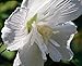 White Chiffon Hibiscus - Rose of Sharon - Proven Winner - One Quart Pot