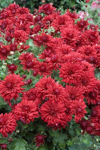See full amazon price history chart for NurserySay Chrysanthemum ruby-mound-korean-mum-Vt471-Orgnc-100- Seeds NurserySay Chrysanthemum ruby-mound-korean-mum-Vt471-Orgnc-100- Seeds (B0BJC69JTW) Amazon Price History, Amazon Price Tracker