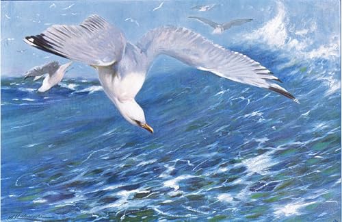 Toile Mouette Argentée Wilhelm Kuhnert Tableau Déco Salon Grand Format 60x90 cm