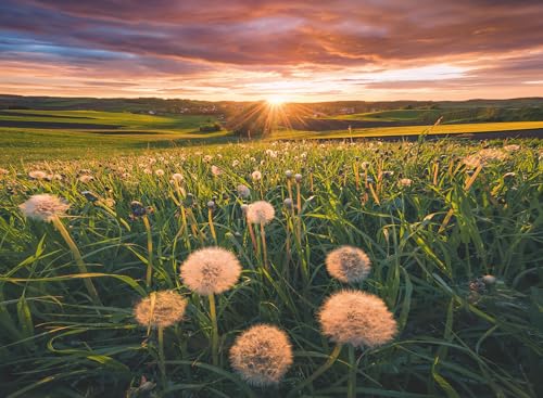 Preisvergleich Produktbild Ravensburger Puzzle - Pusteblumen im Sonnenuntergang - Nature Edition 500 Teile