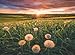 Produktbild Ravensburger Puzzle - Pusteblumen im Sonnenuntergang - Nature Edition 500 Teile