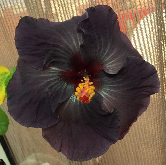 Growleaf Nursary Exotic Black Hibiscus Plant/Black Chinarose Flower Live plant (Grafted) (B0D365ND2B) Amazon Price History, Amazon Price Tracker