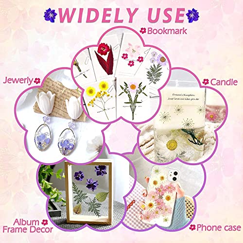 Image of Dried Pressed Real Flowers Colorful Natural Dried Flowers Daisies for Candles Handmade Art & Crafts Epoxy DIY Resin Pendant Jewellery Gifts Accessories Nail Art - Pack of 40 Flowers