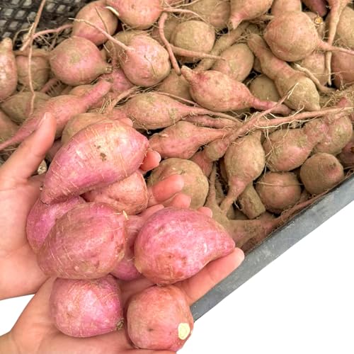 󏭁y2025NzY 󂠂 [ 1200g ՂTCY ܂ 󂠂 JɎn I__ Tc}C Ï