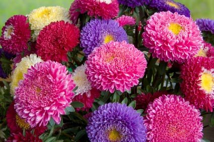 Creative Farmer Flower Seeds : Aster Pomponent Formula Yellow Mix Garden In Balcony Garden [Home Garden Seeds Eco Pack] Plant Seeds (B078RGYBFM) Amazon Price History, Amazon Price Tracker