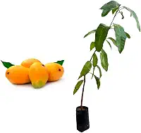 Muda de Manga Coquinho (Mangifera indica) de 20 a 40cm – frutífera p/vaso, solo, precoce, produção intensa, sabor adocicado, fácil cultivo e resistência ao calor