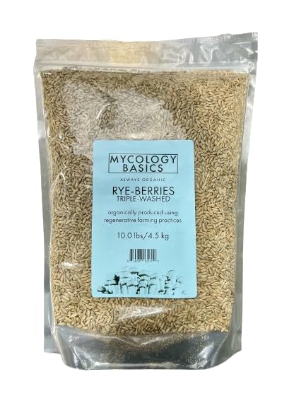 Bulk Rye Berries - Certified 100% Organic - Extra Clean - Great for Mushroom Spawn, Cooking, Brewing & Distilling - Triple Washed, non-GMO and in Resealable Bag - by Mycology Basics (10 lbs)