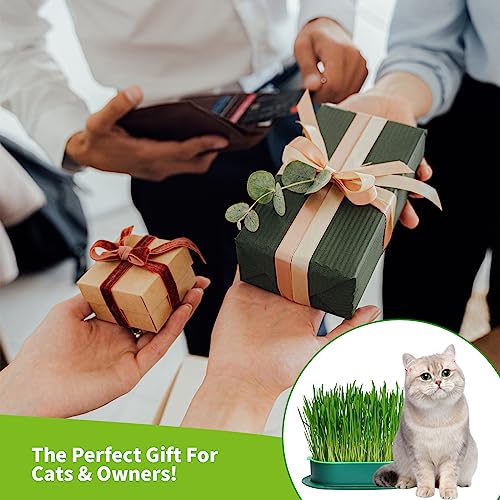 NEKOSEKO-Cat-Grass-Hydroponics-Cat-Grass-KitPlanting-Package-Indoor-Soilless-Cat-Grass-Growing-Kit-100-Organic-Cat-Grass-Cup-Indoor-Cat-Grass-Green-Small