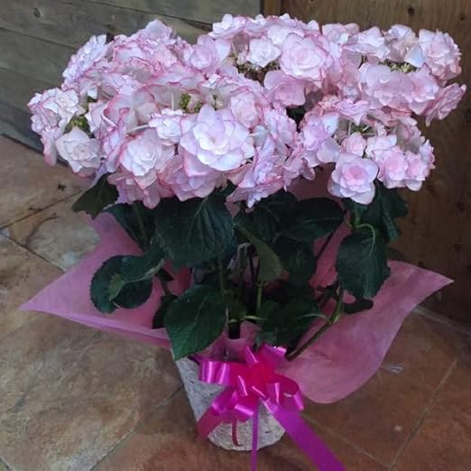 Amazon 母の日 ギフト プレゼント アジサイ 紫陽花 ハイドランジア アジサイ ケイコ Keiko ピンク 鉢植え籐カゴ使用 バスケット入り ラッピングシート リボン付き 人気品種 選別品 プリザーブドフラワー オンライン通販 Amazon 母の日 ギフト プレゼント アジサイ 紫陽花 ハイドランジア アジサイ ケイコ Keiko ピンク 鉢植え籐カゴ使用 バスケット入り ラッピングシート リボン付き 人気品種 選別品 プリザーブドフラワー オンライン通販