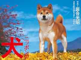 日本犬 (1972年) サクラ02(2418) 走帆荘 - 柴犬子犬
