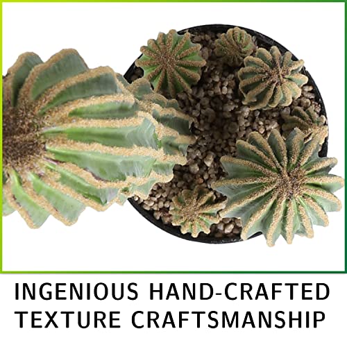 Anthouseplant AUT1617 Artificial Cactus Fake Big Cactus 24 Inch Faux Cacti Plants thumb #3
