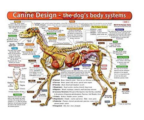 Amazon Com The Dog S Body Systems A Double Sided Uv Protected Laminated Dog Anatomy Chart A Learning And Teaching Chart For Veterinary Science Professionals Veterninary Technicians Dog Lovers And Breeders Office Products