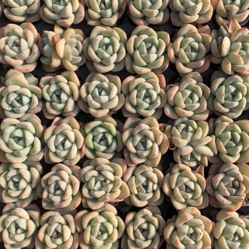 多肉植物 トレー」の人気商品一覧 | 安い商品を通販サイトから探す