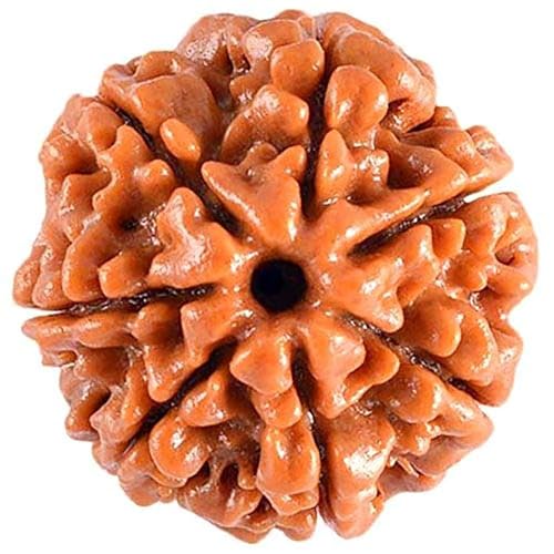 Image of Vado Certified 7 Mukhi Nepali Rudraksha with Authentic Lab Certificate Natural Beads (7 Mukhi)