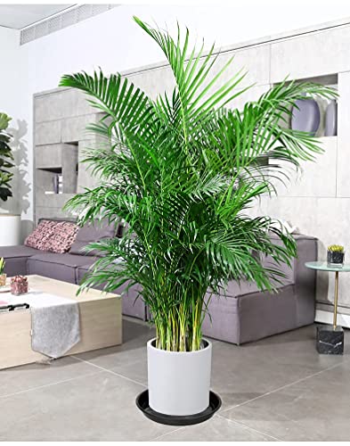 Angde 6 Pack Of 14 Inch Plant Saucer (12 Inch Base), Plant Tray 14 Inch Round, Plant Saucers For Indoors, Plant Trays For Pots, Plant Flower Pot Saucers, Pot Saucers For Planter 11-14" (Black) #TOP4