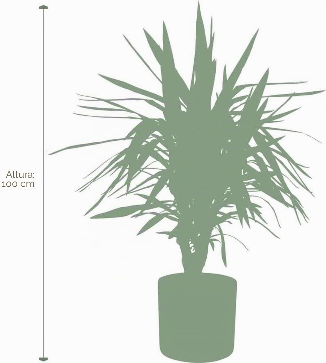 Yuca Planta Naturual de unos 100cm de Altura Palma Exterior
