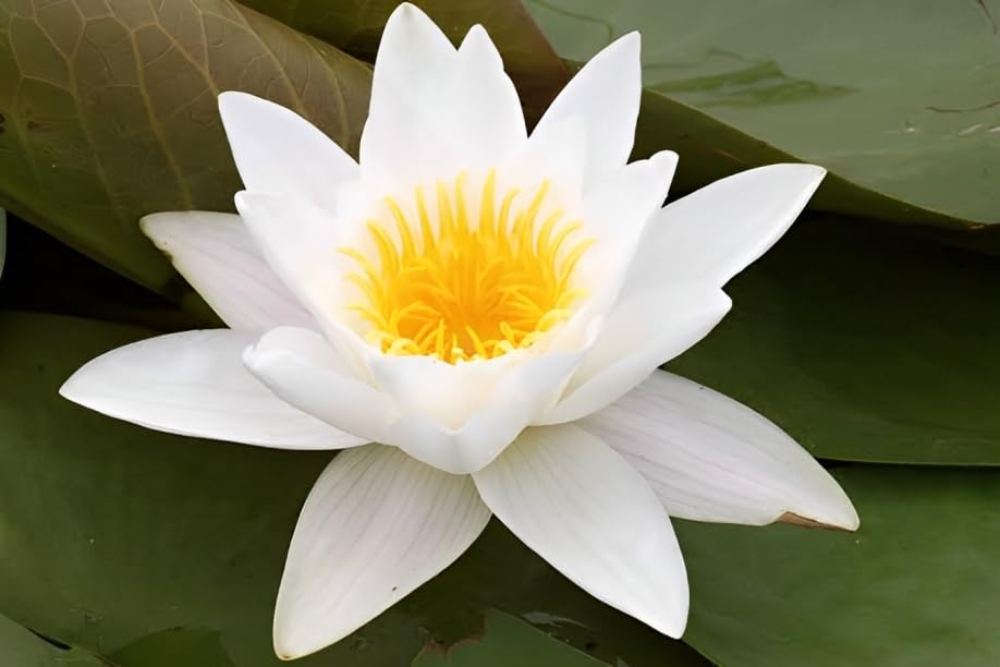 Water Lily Bulb - Vibrant Aquatic Plant for Stunning Pond and Garden Views (pack of 3) (B0CCLB49H8) Amazon Price History, Amazon Price Tracker