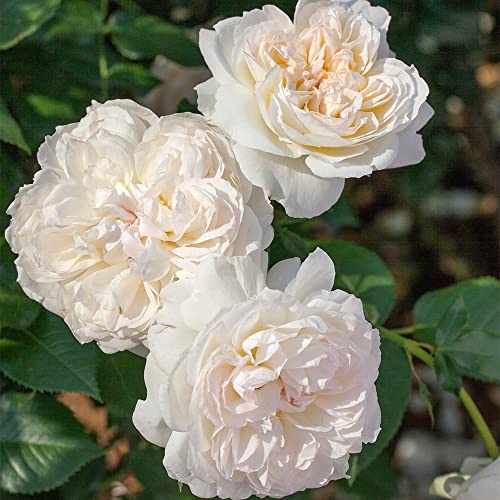 2 Gallon Bloomables Rose Bolero #TOP3