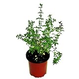 Orégano Planta Pequeña en Maceta 10cm Origanum Vulgare