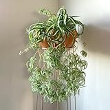 10 piezas Comprar semillas de planta araña - Chlorophytum comosum - Pradera de flores silvestres, plantas trepadoras, resistentes y de rápido crecimiento. planta araña colgante decoración