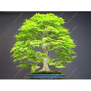 Bonsai Vase plant 100% Vera Red maple plant Japanese bonsai, 20 pc/package, very beautiful covered tree 1: Only Seeds Not A Live Plants