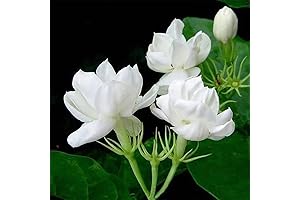QAUZUY GARDEN Mogra Jasmine Sambac Plant Seeds Bush Tree