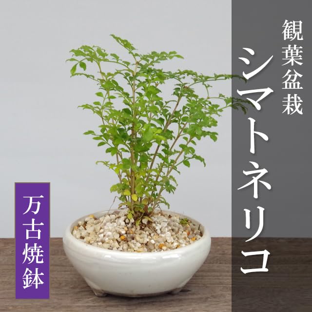 Amazon｜爽やかで涼しげな光沢の葉が魅力【シマトネリコの鉢植え（万古