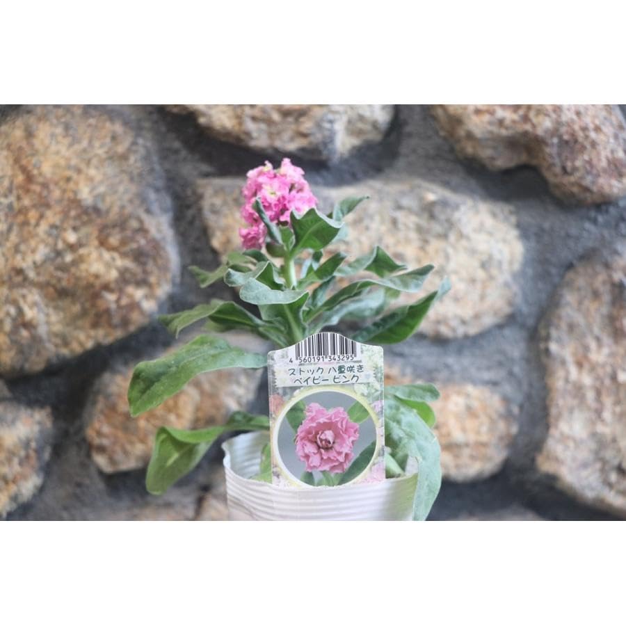 Amazon.co.jp: 八重咲きストック ピンク 3.5号ポット苗 3株セット 寄せ