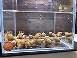 Aqua Huna Japanese Trapdoor Snail - 10 Pack