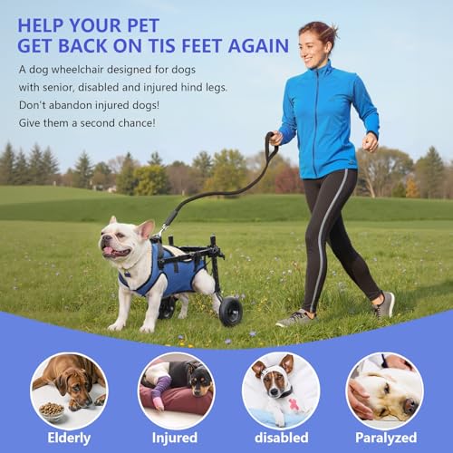 Support de hanche et attelle de jambe pour chien : fauteuil roulant à conception stable