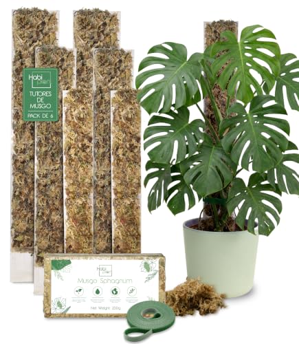 Tutores de Musgo Sphagnum Extensibles para Monstera y Plantas Trepadoras