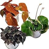 PetSnack 3 verschiedene Bio-Blattbegonien ║ selten im Handel ║ BIOLAND-Qualität, frei von synthetischen Pflanzenschutzmitteln