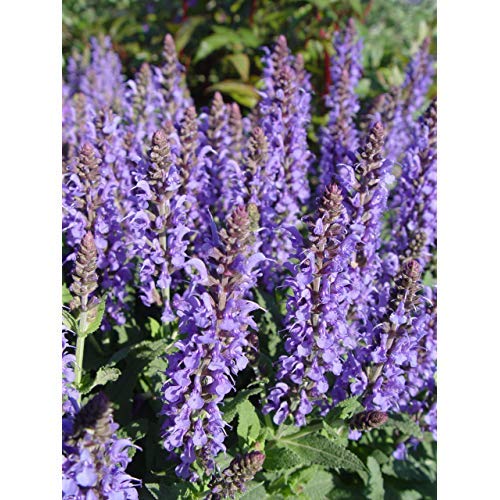 Salvia x sylvestris 'Blue Hill' (Meadow Sage) Perennial, blue flowers, 1 - Size Container Salvia x sylvestris 'Blue Hill' (Meadow Sage) Perennial, blue flowers, 1 - Size Container