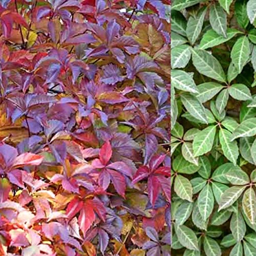 Carbeth Plants Parthenocissus Henryana x 2 Plants in 9cm Pots