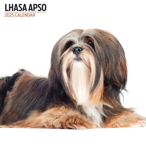 Lhassa Apso Calendrier moderne 2025