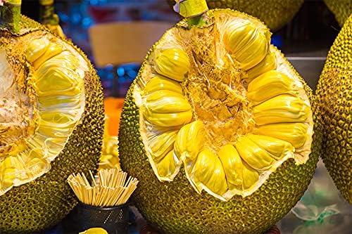 Image of Live Jackfruit Plant | Hybrid Grafted Variety | Healthy Fruit Plant for Home Garden, Farm & Outdoor Plantation