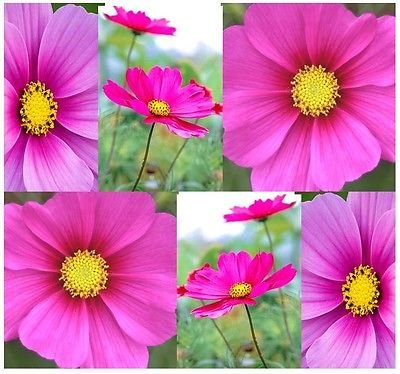 Semillas de Cosmos DAZZLER Cosmos bipinnatus Paquete de 500 semillas