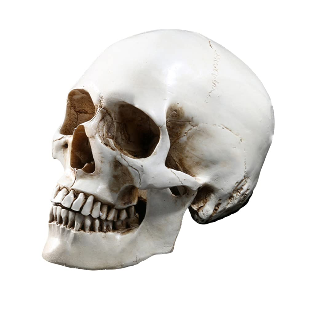 Halloween-Lebensgröße, menschlicher Schädel-Modell- , 1:1 aussehende Totenköpfe, Skelettkopf für Halloween, Bar, Zuhause, Tischdekoration