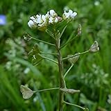 Palm Beach Medicinal Herbs - Shepherd's Purse (Capsella Bursa-pastoris) - Packet of 50 Seeds