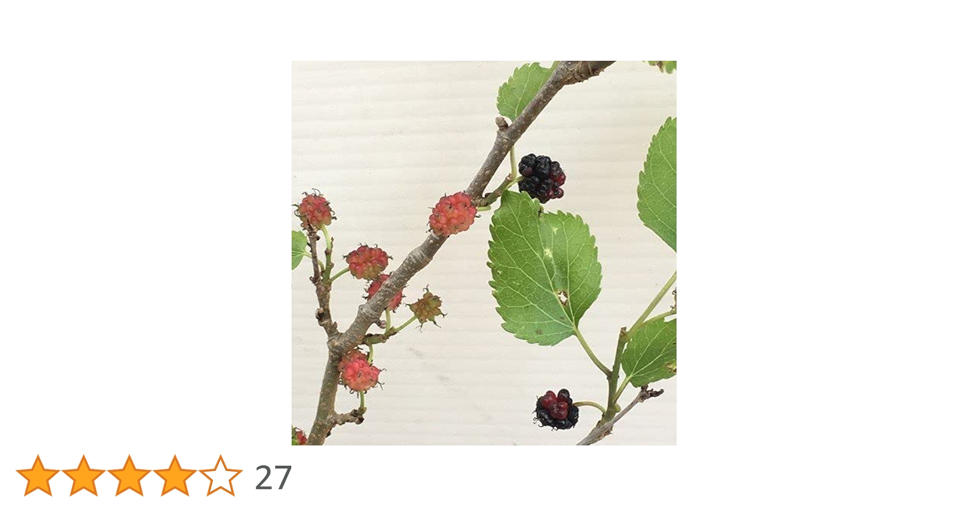 Amazon.co.jp: マルベリー（桑）苗木 スイートマルベリー 1年生